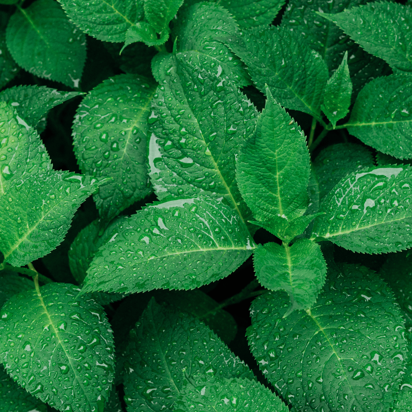 Fintech Our Expertise, Service Our Passion