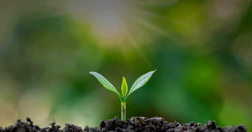 Green plant seedling growing from soil symbolizing sustainability and environmental responsibility