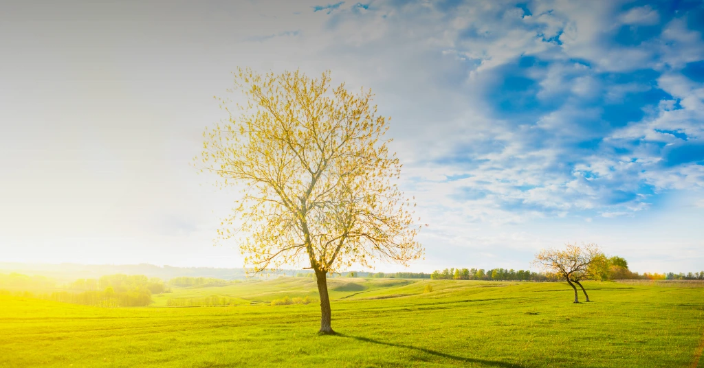 Two golden-leafed trees standing in a vibrant green open field during a bright sunrise with a blue sky.